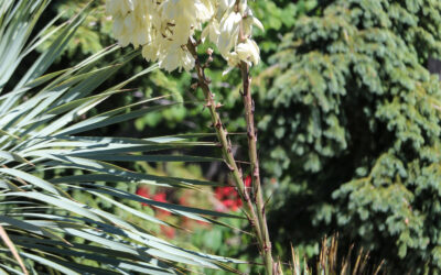 Thompson yucca, Yucca thomsoniana