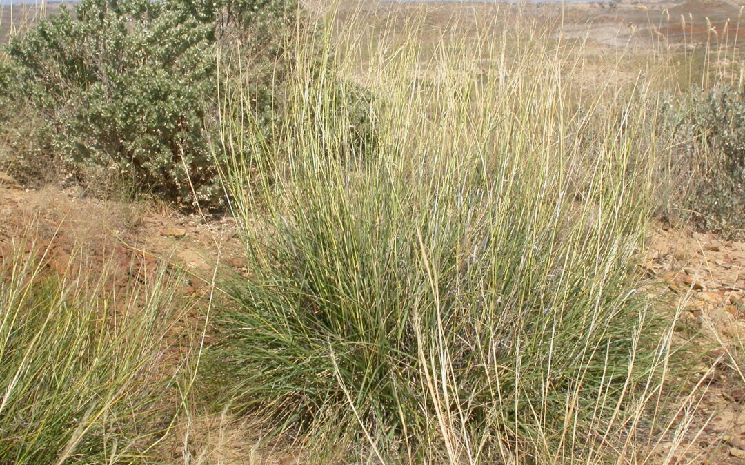 Alkali sacaton, Sporobolus airoides