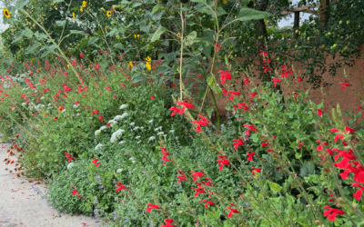 Texas Red Sage, Salvia darcyi