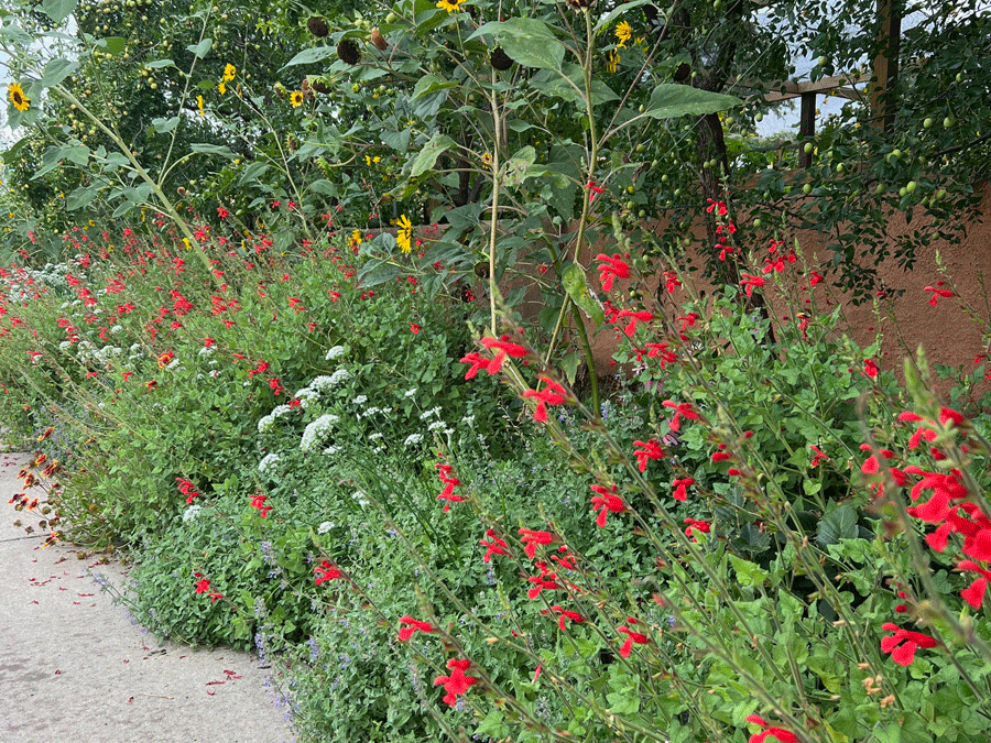 Texas Red Sage, Salvia darcyi