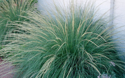 Deer grass, Muhlenbergia rigens
