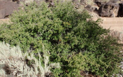 Littleleaf Sumac or Desert Sumac, Rhus microphylla