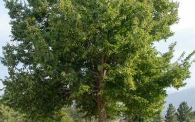 Common hackberry, Celtis occidentalis