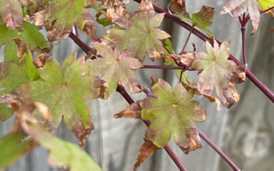 The Ebb and Flow of Popular Plants