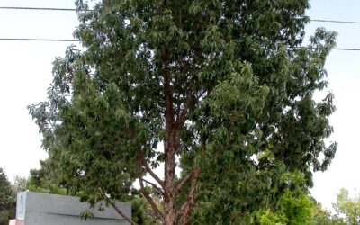 Chinquapin Oak, Quercus muhlenbergia