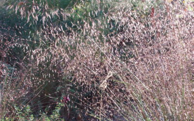 Eragrostis tricodes, Sand Lovegrass