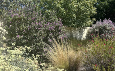 New and Underutilized Plants for 2026!