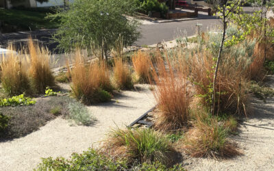 Ornamental Grasses: How and When to Use Them