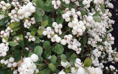 Symphoricarpos albus, Snowberry