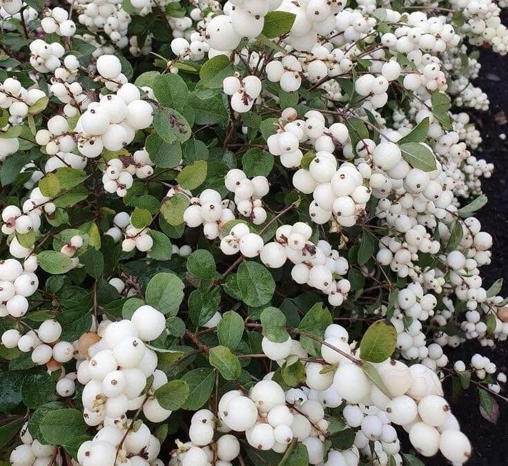 Symphoricarpos albus, Snowberry