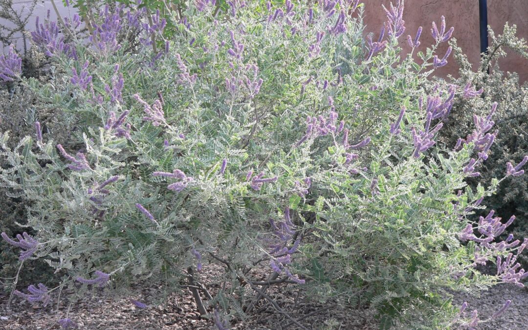 Leadplant, Amorpha canescens