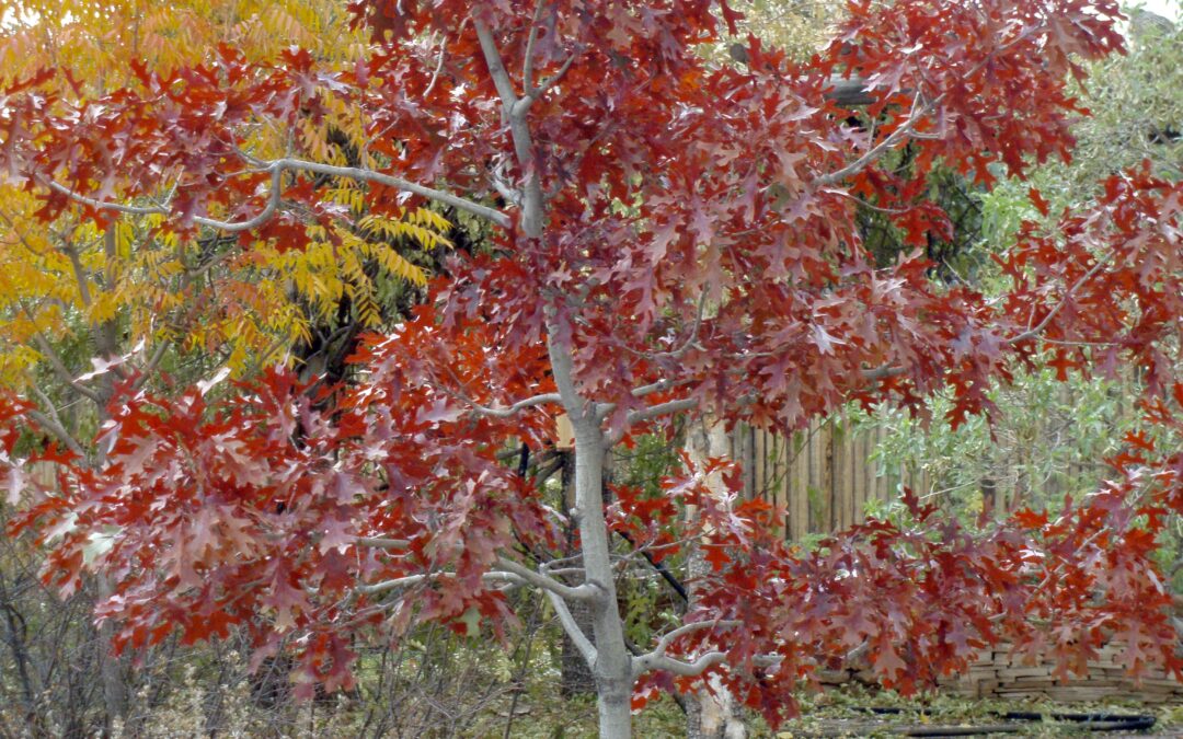 Oaks and Mesquites: Varying the Tree Pallet in Your Garden