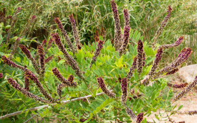 False Indigo, Amorpha fruticosa