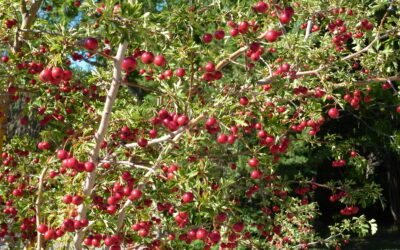Russian Hawthorn, Crateagus ambigua