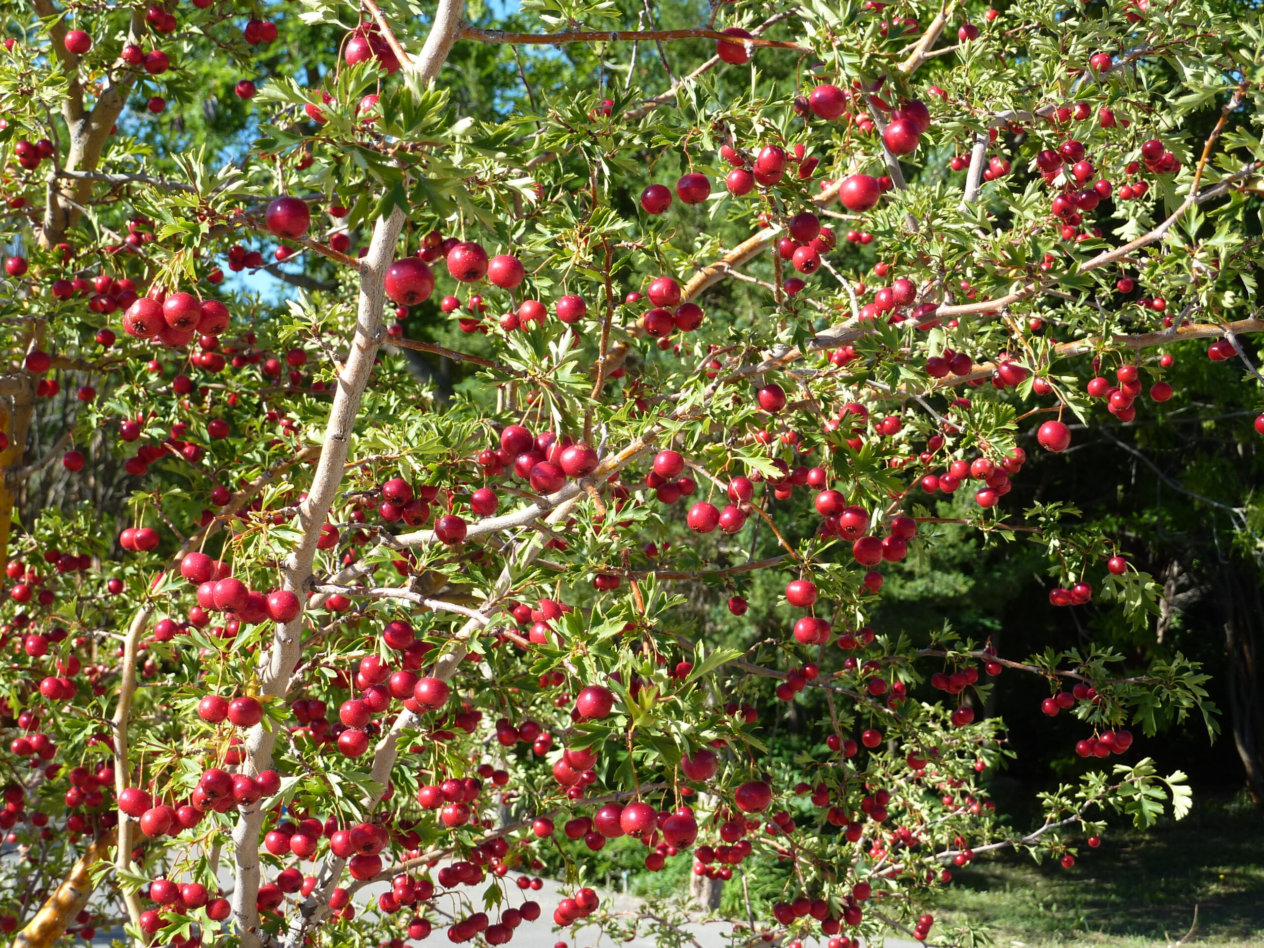 Russian Hawthorn, Crateagus ambigua