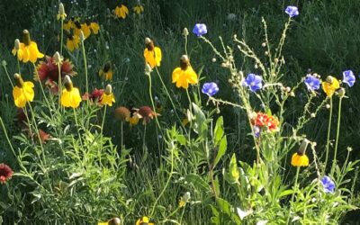 Best Native Plants for Re-seeding