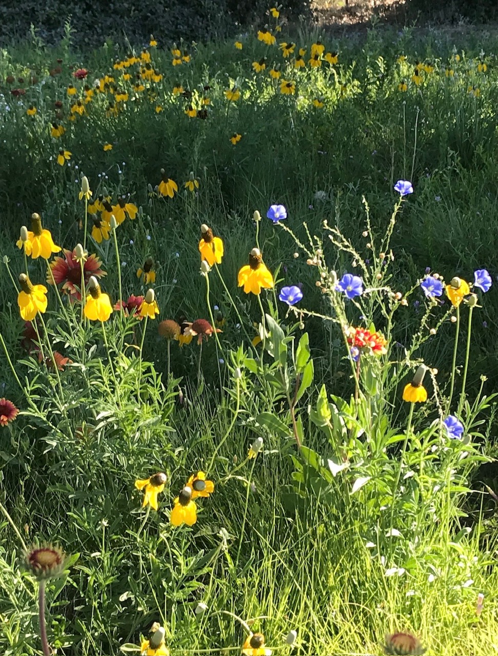 Best Native Plants for Re-seeding