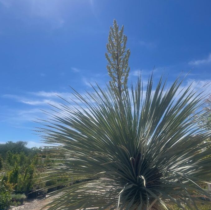 Beaked yucca, Yucca rostrata