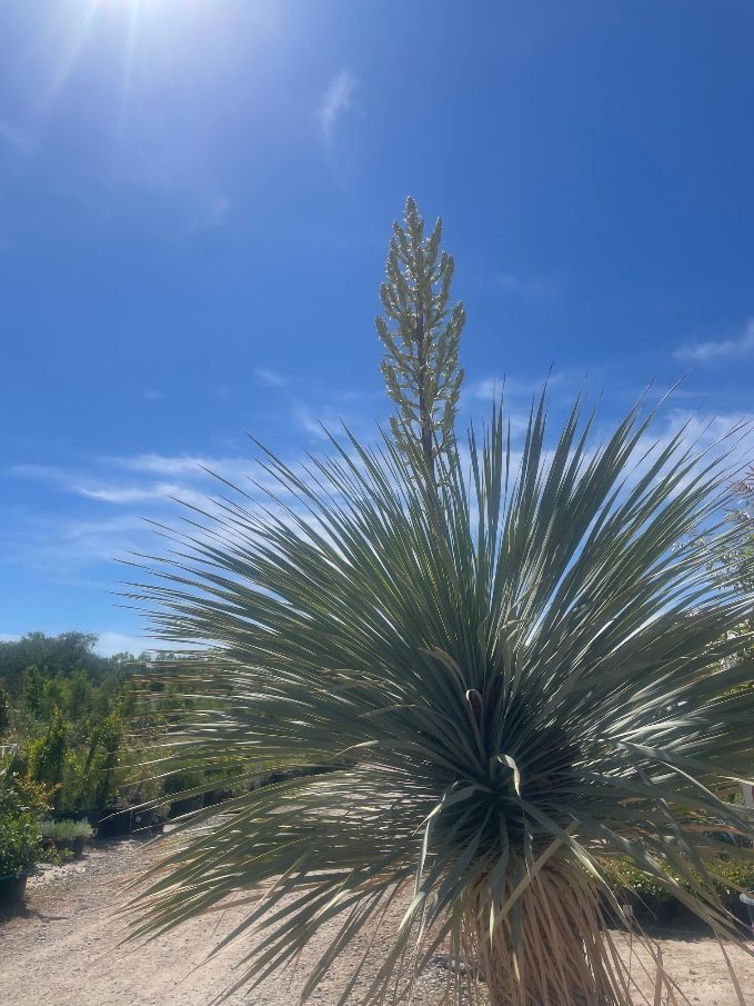Beaked yucca, Yucca rostrata