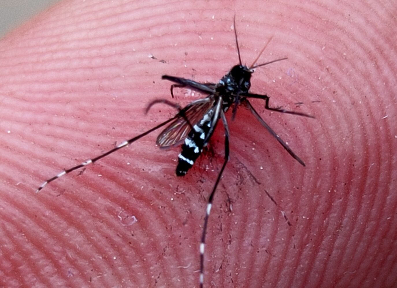 Living with Mosquitos