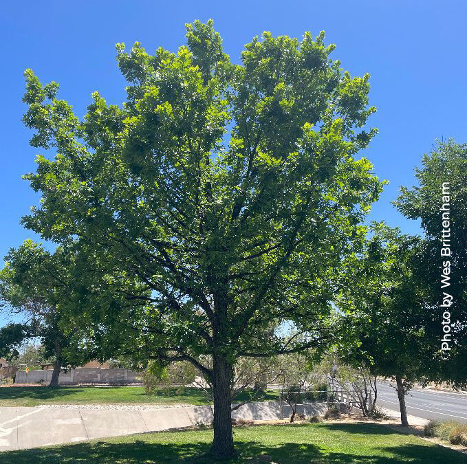Bur Oak, Quercus macrocarpus