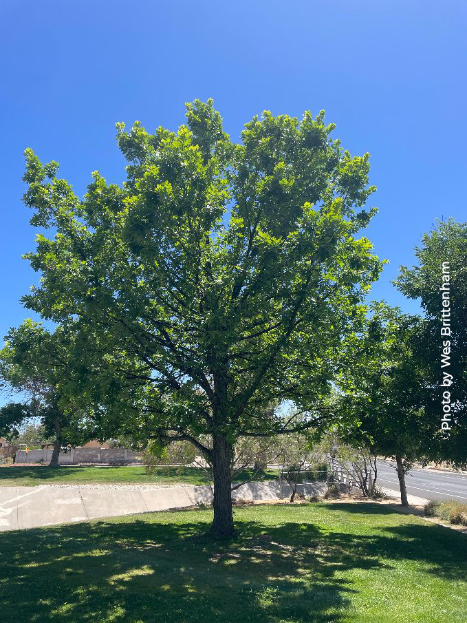 Bur Oak, Quercus macrocarpus