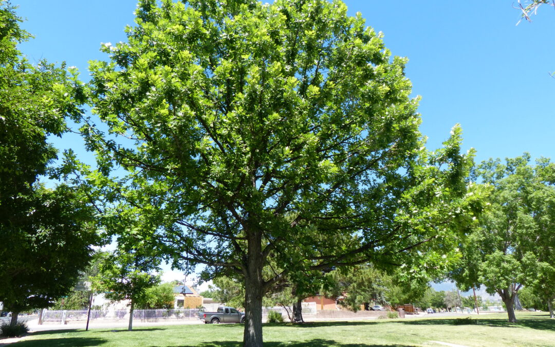 Bur Oak, Quercus macrocarpus