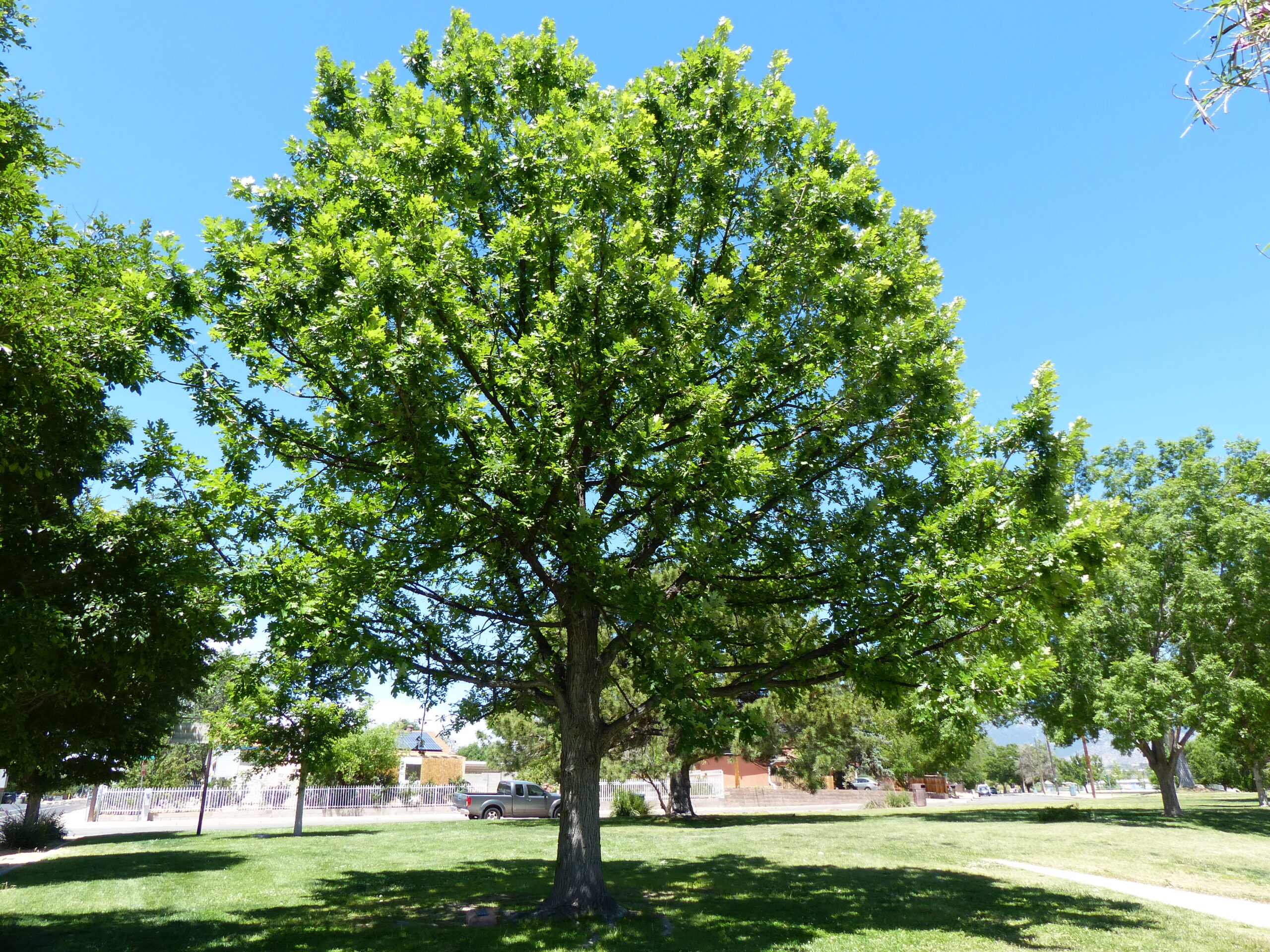 Bur Oak, Quercus macrocarpus