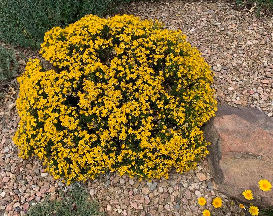 Damianita, Chrysactinia Mexicana
