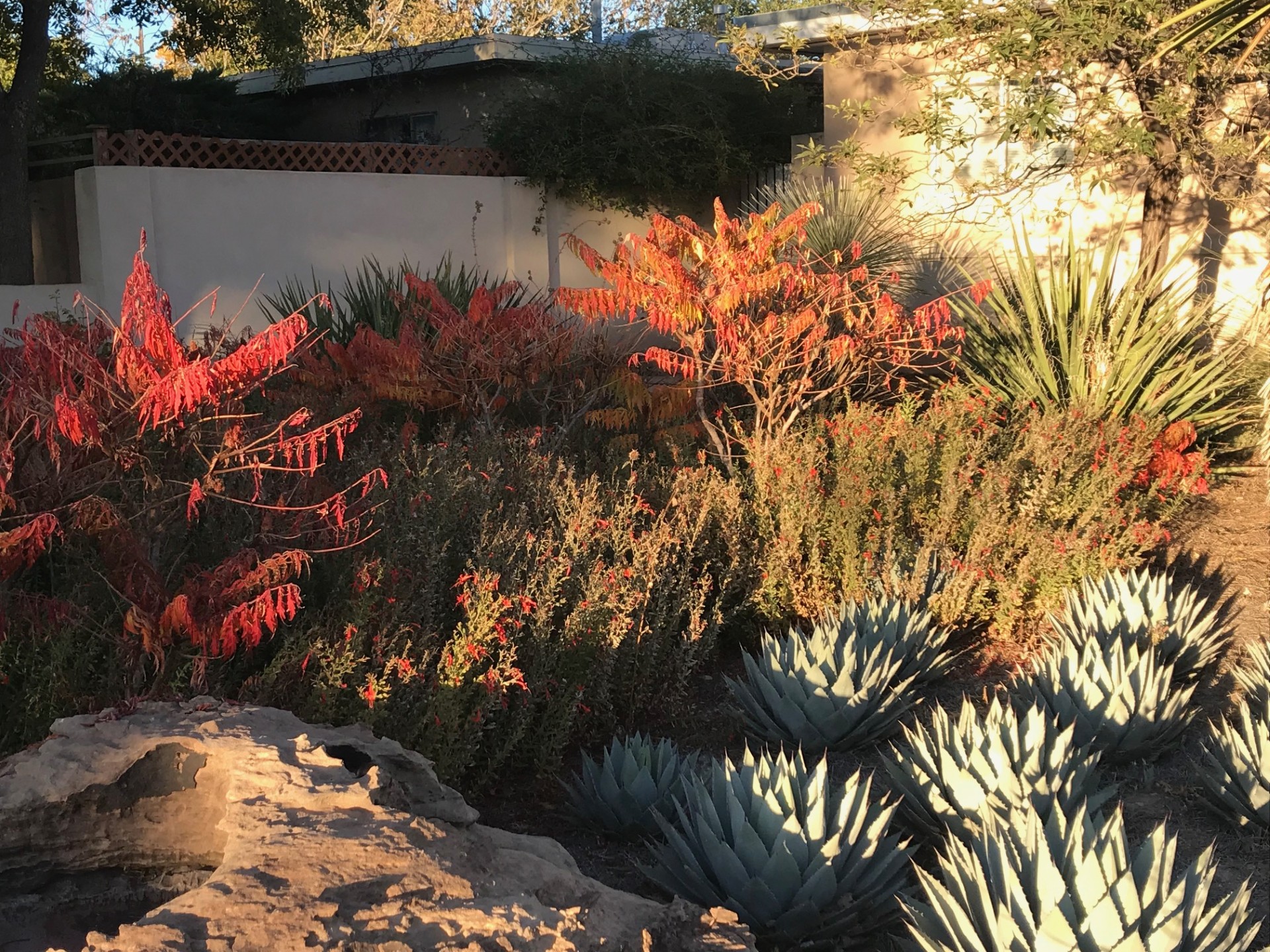 Plants for Fall Color