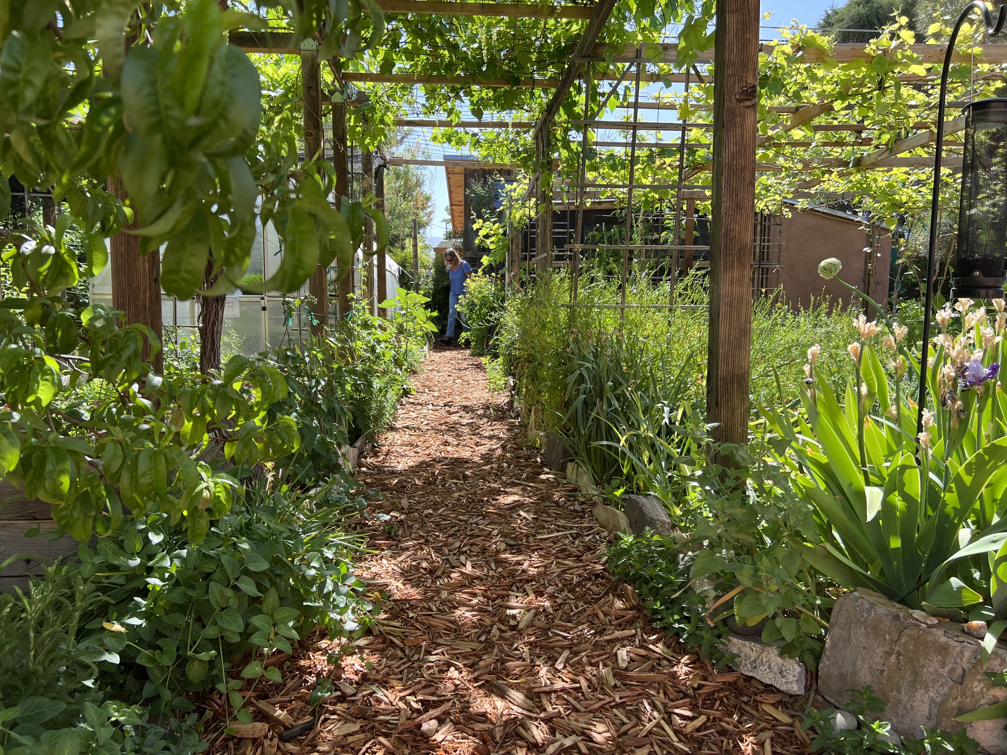 Choose Vines for Fast Shade, Living Screens and Pollinator Habitat.