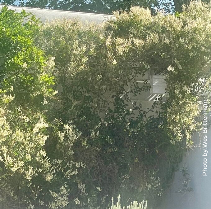 Silver Lace Vine,  Polygonum aubertii