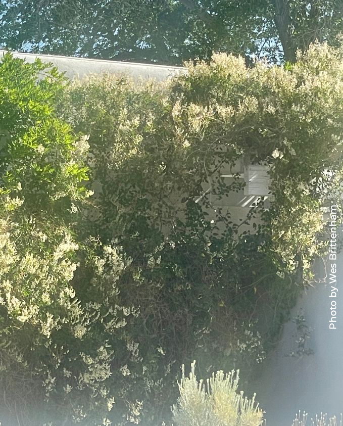 Silver Lace Vine,  Polygonum aubertii