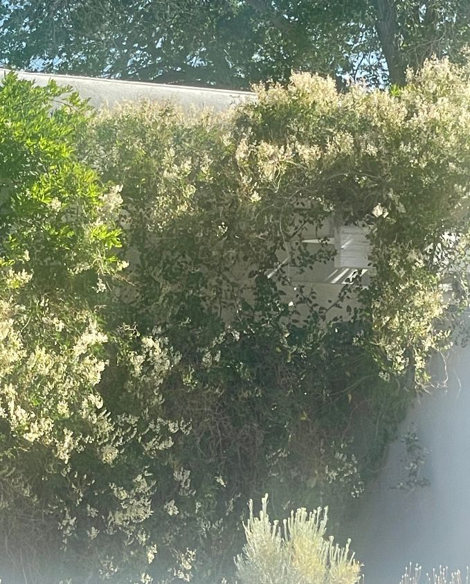 Silver Lace Vine,  Polygonum aubertii