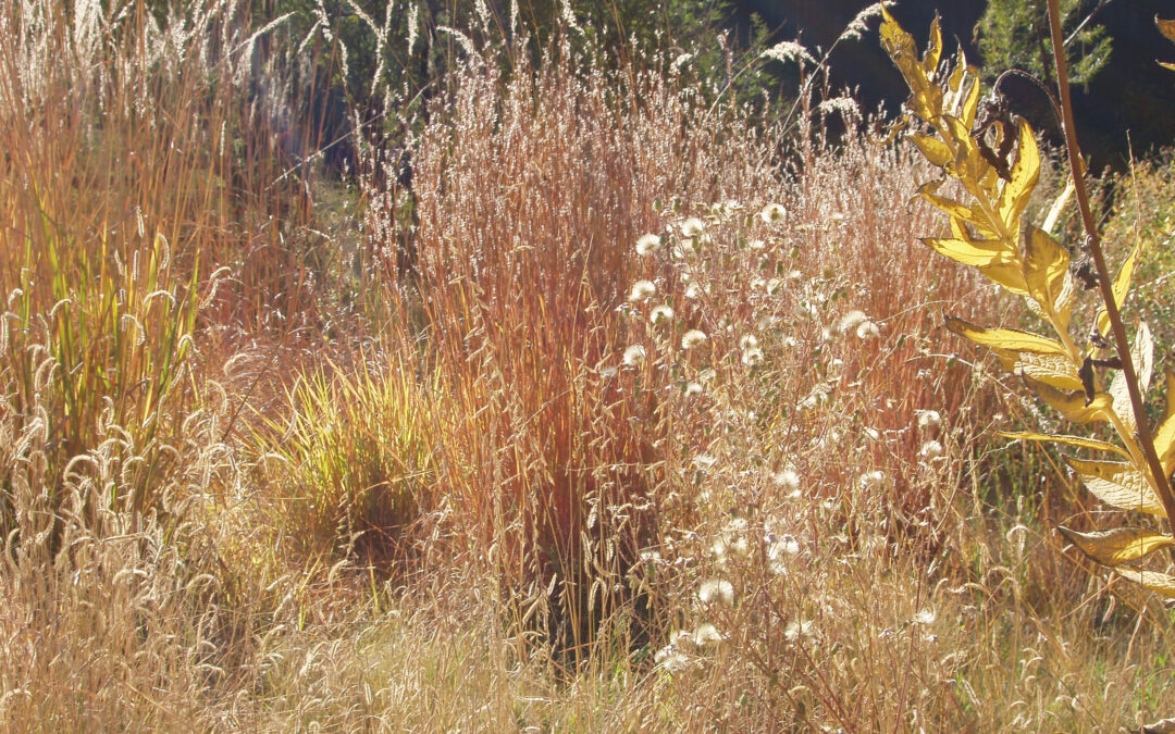 The Dos and Don’ts of Autumn Landscape Maintenance