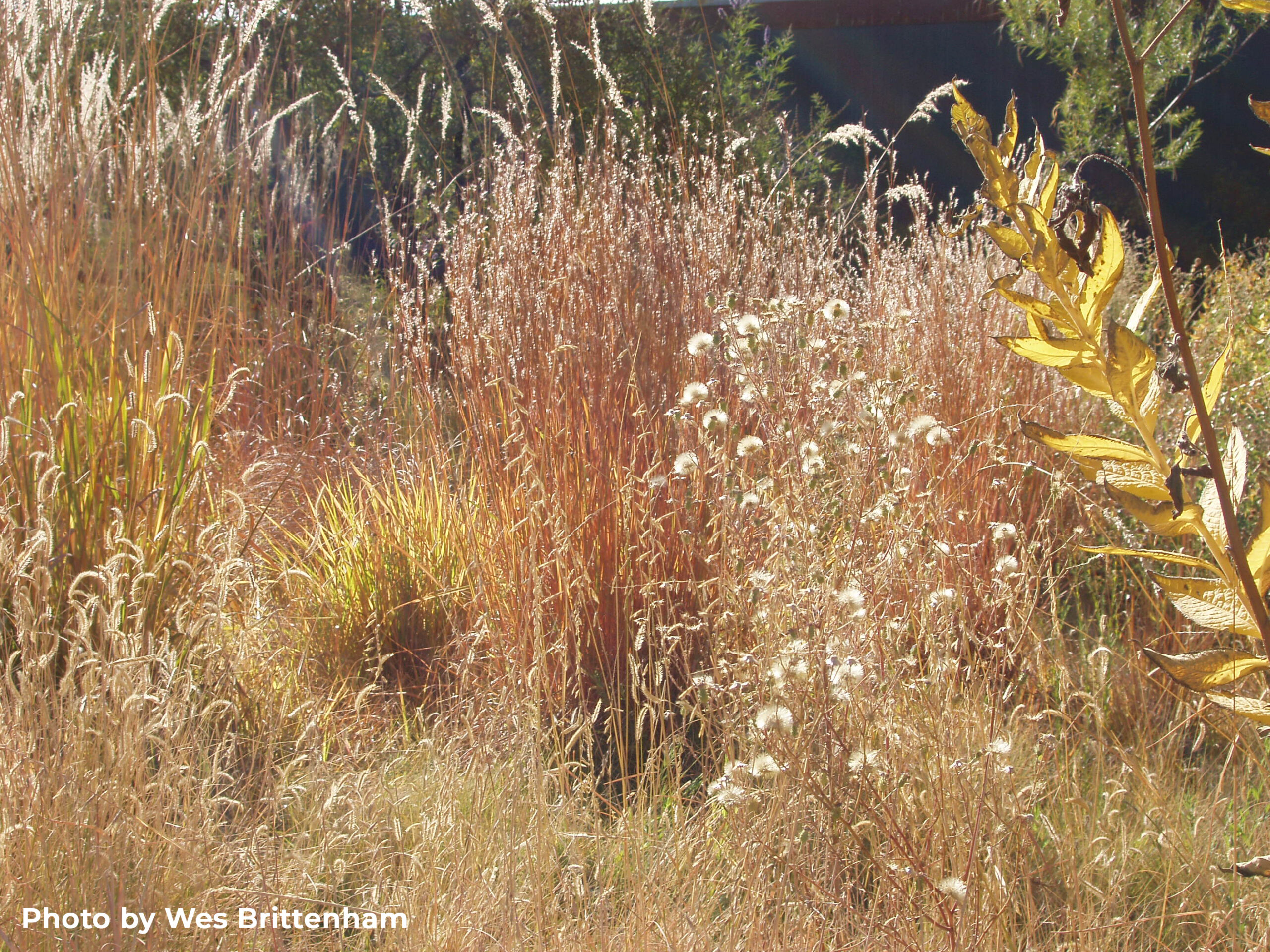 The Dos and Don’ts of Autumn Landscape Maintenance