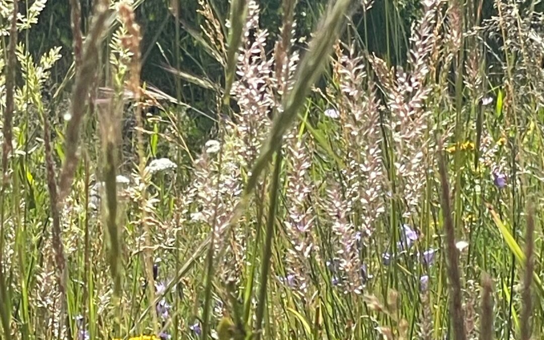 Junegrass, Koeleria macrantha