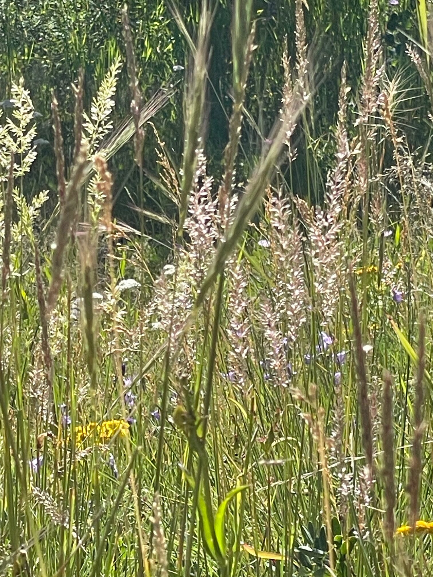 Junegrass, Koeleria macrantha